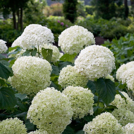 Hydrangea arborescens 'Strong Annabelle'® - Sneeuwbalhortensia - Ø 19cm - ↑ 30cm