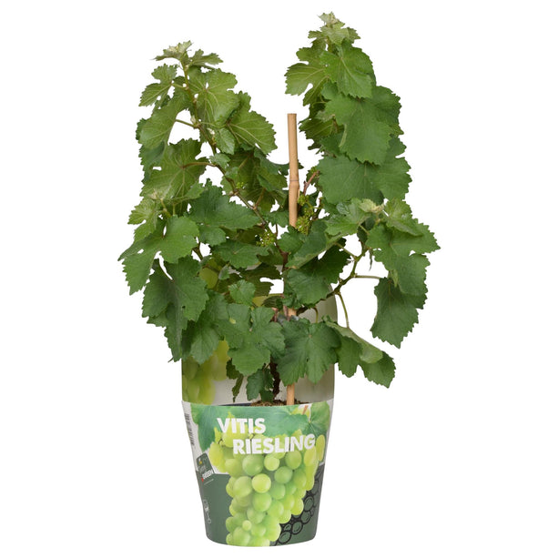 Vitis Pixie Riesling - Witte Wijndruif - Ø 14cm - ↑ 30cm