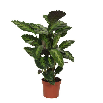 Calathea Misto - ↑ 40 cm - Ø12cm