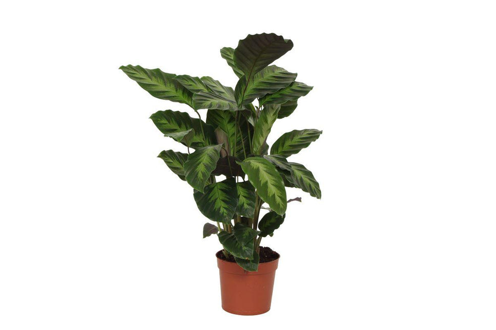 Calathea Misto - ↑ 40 cm - Ø12cm