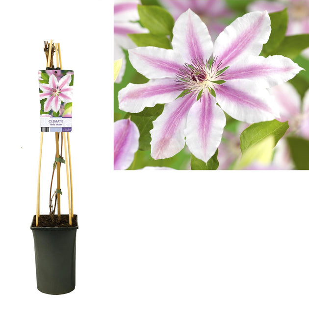 Clematis 'Nelly Moser' +light Label - Ø17cm - ↑ 75cm