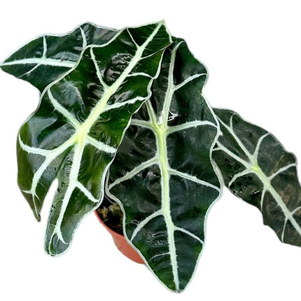 Alocasia Polly - ↑ 20cm