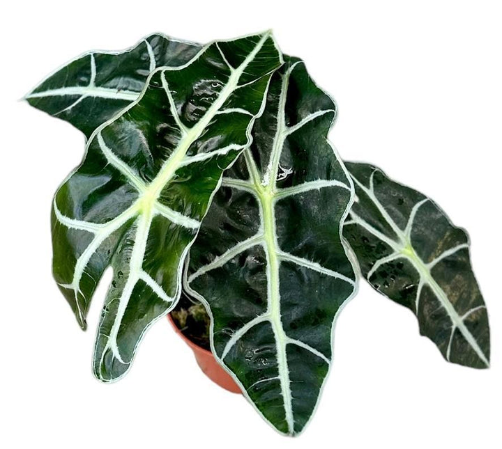 Alocasia Polly - ↑ 20cm