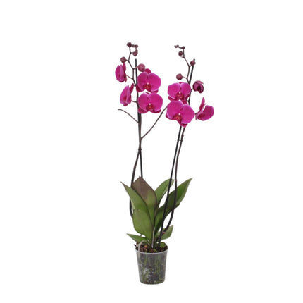 Phalaenopsis Joyride - 3 tak - ↑ 60 cm - Ø12cm