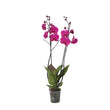 Phalaenopsis Joyride - 3 tak - ↑ 60 cm - Ø12cm