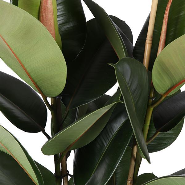 Ficus Elastica Robusta - Ø21cm - ↑ 90cm in Albury BLACK print mand