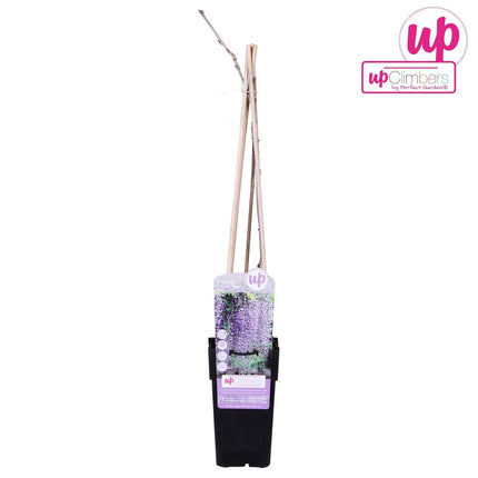 Wisteria floribunda 'Naga Noda' - Paarse Regen - Ø 16cm - ↑ 70cm