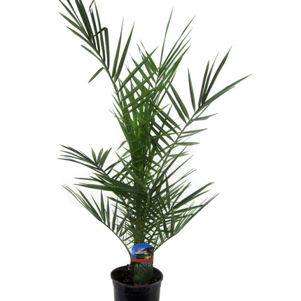 Phoenix Canariensis - ↑ 80 cm - Ø15cm