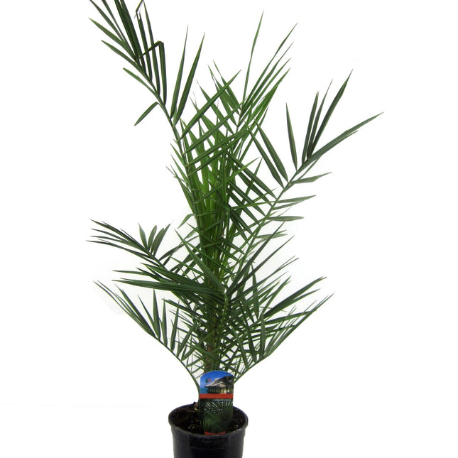 Phoenix Canariensis - ↑ 80 cm - Ø15cm