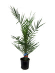 Phoenix Canariensis - ↑ 80 cm - Ø15cm