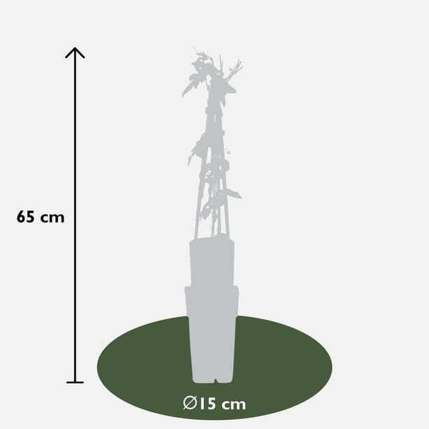 4x - Passiflora 'Purple Haze' - ↨65cm - Ø15