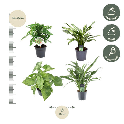 Groen mix 4 planten - Monstera obliqua 'Monkey Leaf' - ↑ 25 cm - ø12 - Aglaonema Juliette - ↑ 40 cm - ø12 - Syngonium Mottled - ↑ 25 cm - ø12 - Aglaonema Cutlass - ↑ 40 cm - ø12