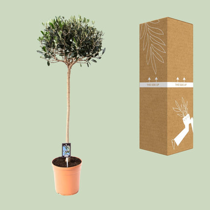 Olea europaea - Olijfboom - Ø 20cm - ↑ 80cm