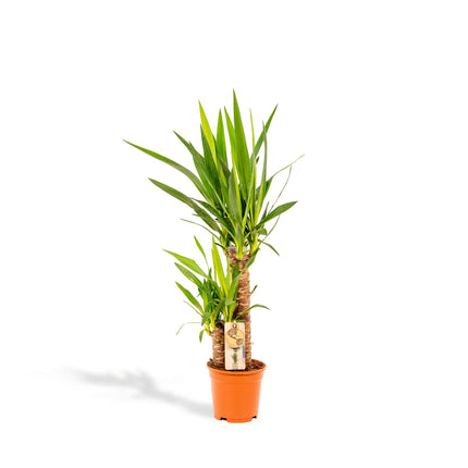 Yucca - Ø17cm - ↑ 90cm