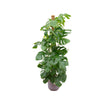 Combi deal - Monstera Pertusum XL inclusief elho Jazz Round lila Ø26 - ↑ 150 cm