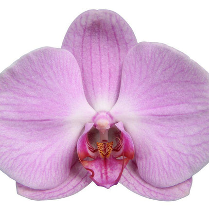 Phalaenopsis Elion - 3 tak - ↑ 60 cm - Ø12cm