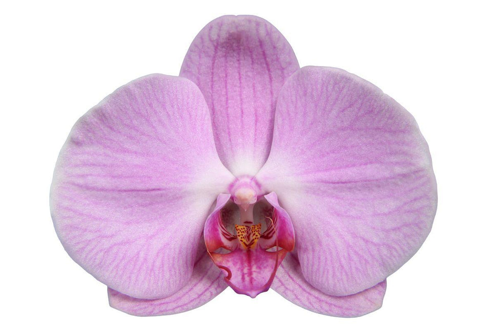 Phalaenopsis Elion - 3 tak - ↑ 60 cm - Ø12cm