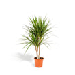 Dracaena Marginata - Ø17cm - ↑ 90cm