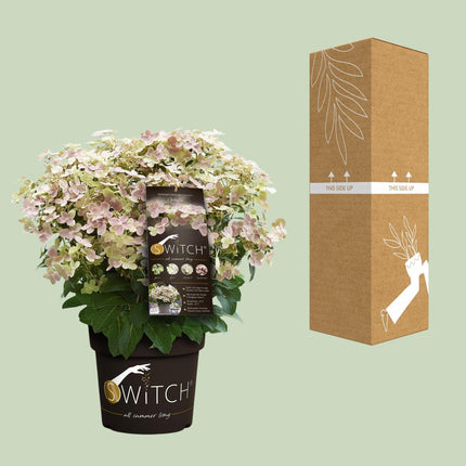 Hydrangea paniculata '(S)witch Ophelia'® - Pluimhortensia - Ø 19cm - ↑ 25cm