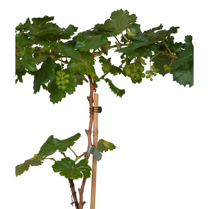 Vitis Pixie Riesling - Witte Wijndruif - Ø 14cm - ↑ 30cm