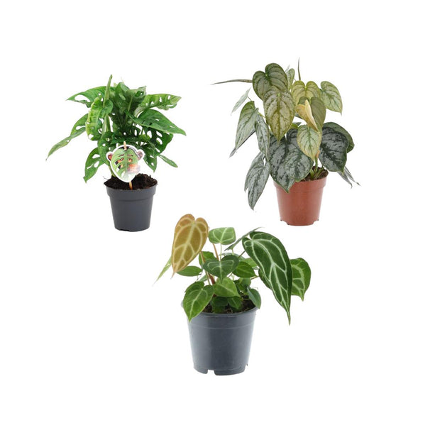 Groen mix 3 planten - Monstera obliqua 'Monkey Leaf' - ↑ 25 cm - ø12 - Philodendron Brandtianum - ↑ 35 cm - ø12 - Anthurium Chrystallium - ↑ 35 cm - ø12