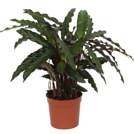 Calathea Elgergrass - ↑ 40 cm - Ø12cm