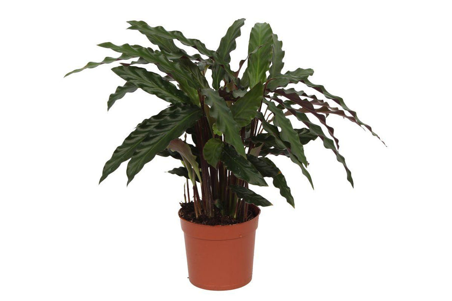 Calathea Elgergrass - ↑ 40 cm - Ø12cm