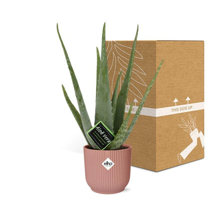 Aloe Vera met Elho Vibes Fold roze