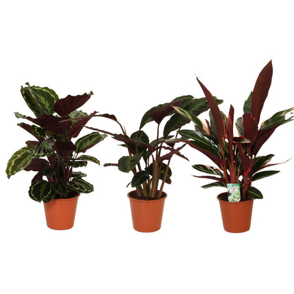 Calathea Symphony - 3 stuks - Ø19cm - ↑ 70-80cm