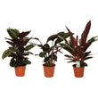 Calathea Symphony - 3 stuks - Ø19cm - ↑ 70-80cm