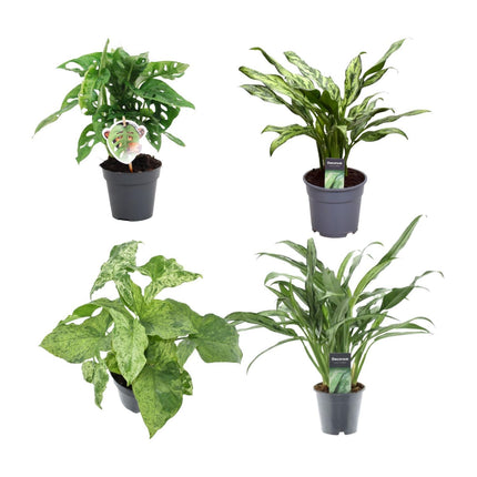 Groen mix 4 planten - Monstera obliqua 'Monkey Leaf' - ↑ 25 cm - ø12 - Aglaonema Juliette - ↑ 40 cm - ø12 - Syngonium Mottled - ↑ 25 cm - ø12 - Aglaonema Cutlass - ↑ 40 cm - ø12