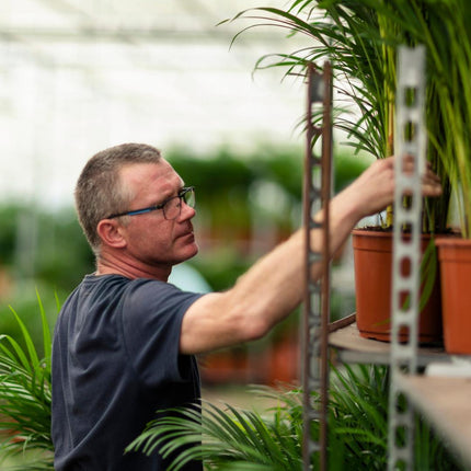 Dracaena Marginata - Ø17cm - ↑ 90cm