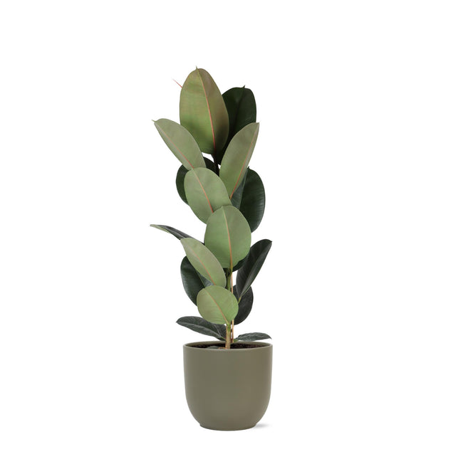 Ficus Elastica Robusta - Ø21cm - ↑ 90cm in Boule OLIJF pot