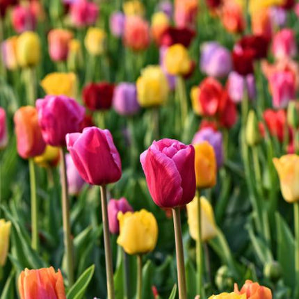 Tulpen Mix - Tulpenbollen 20 stuks