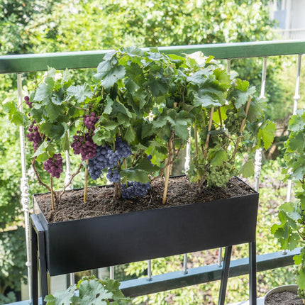 Vitis Pixie Riesling - Witte Wijndruif - Ø 14cm - ↑ 30cm