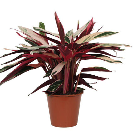 Calathea Triostar (Stromanthe) - ↑80 cm - Ø19cm