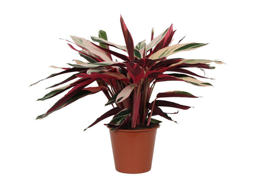 Calathea Triostar (Stromanthe) - ↑80 cm - Ø19cm