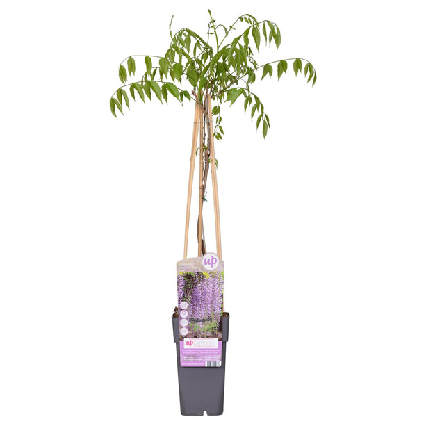 Wisteria floribunda 'Naga Noda' - Paarse Regen - Ø 16cm - ↑ 70cm