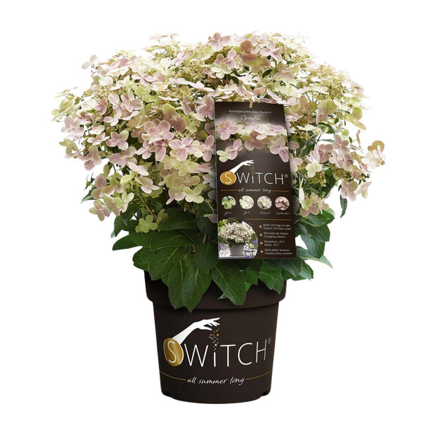 Hydrangea paniculata '(S)witch Ophelia'® - Pluimhortensia - Ø 19cm - ↑ 25cm