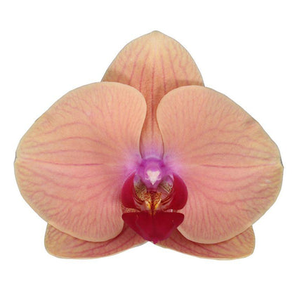 Phalaenopsis Carribean Dream - 3 tak - ↑ 60 cm - Ø12cm