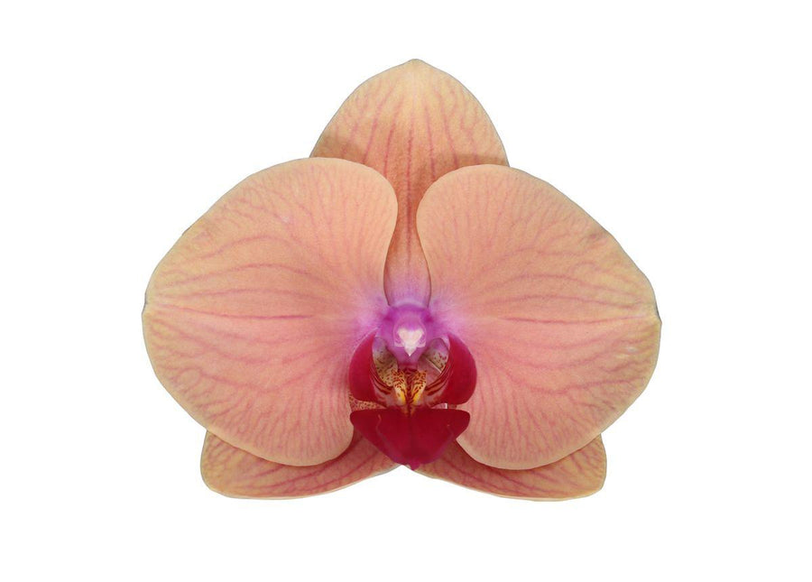 Phalaenopsis Carribean Dream - 3 tak - ↑ 60 cm - Ø12cm