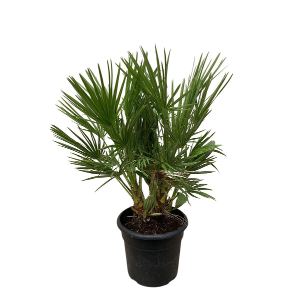 Chamaerops Humilis struik - ↑ 100 cm - Ø24cm