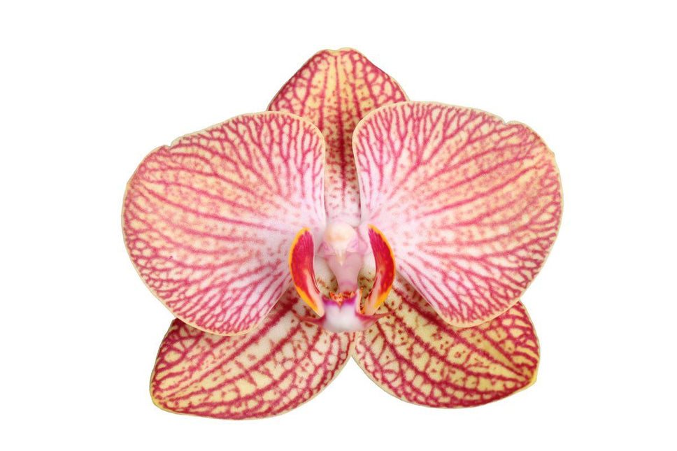 Phalaenopsis Ravello - 3 tak - ↑ 60 cm - Ø12cm