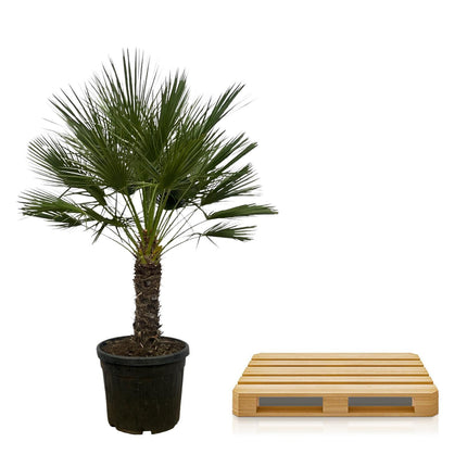 Chamaerops Humilis op stam - ↑ 150 cm - Ø45cm