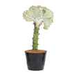 Euphorbia lactea Cristata wit - ↑ 30 cm - ø10,5