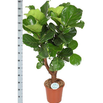 Ficus Lyrata (vertakt) - Ø27cm - ↑ 140cm