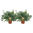 Phlebodium Blue Star - 2 stuks - Ø17cm - ↑ 60cm