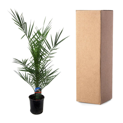 Phoenix Canariensis - ↑ 80 cm - Ø15cm