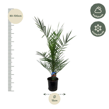 Phoenix Canariensis - ↑ 80 cm - Ø15cm