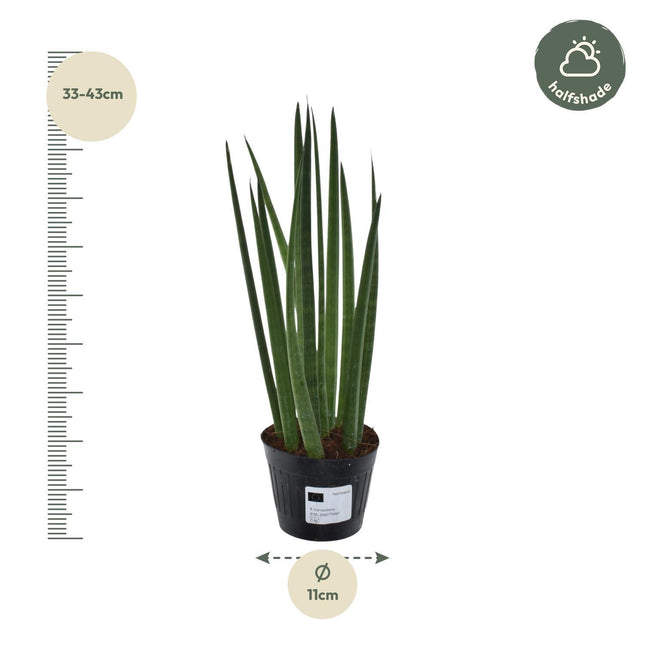 Sansevieria cylindrica 'Bacularis' / Mikado  - ↑38 cm - ø10,5